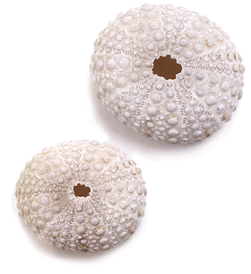 Image d'ambiance : oursins blancs naturels - bijoux Les Naturalistes
