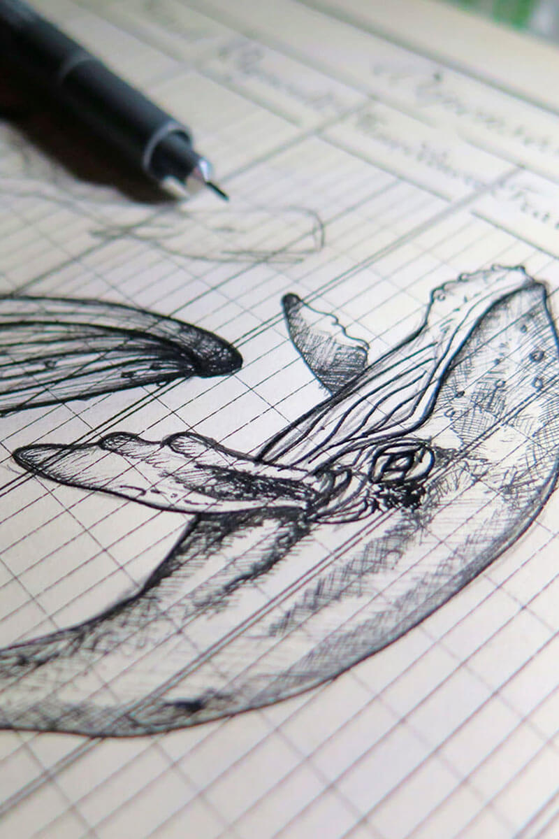 Croquis de baleine dessiné par Myriam pour des études de bijoux Les Naturalistes