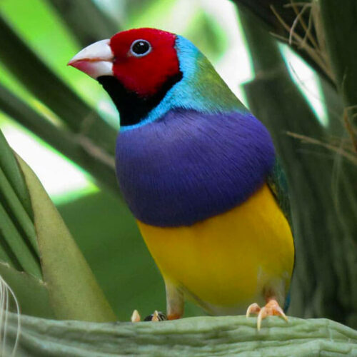Photo d'un diamant de gould pour illustrer l'engagement en faveur de la nature pris par Les Naturalistes