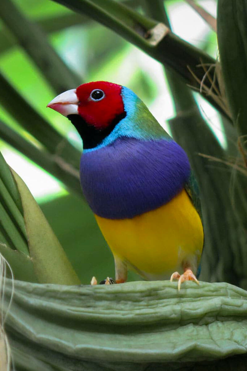 Photo d'un diamant de gould pour illustrer l'engagement en faveur de la nature pris par Les Naturalistes