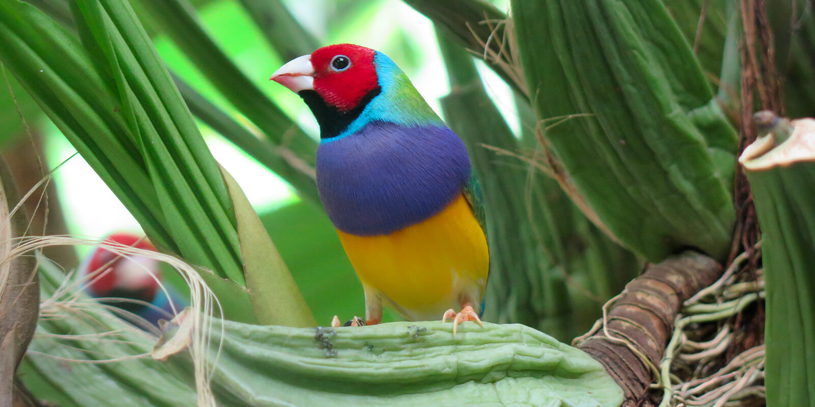 Un oiseau tropical, le diamant de gould, pour illustrer les engagements en faveur de la nature de la marque Les Naturalistes