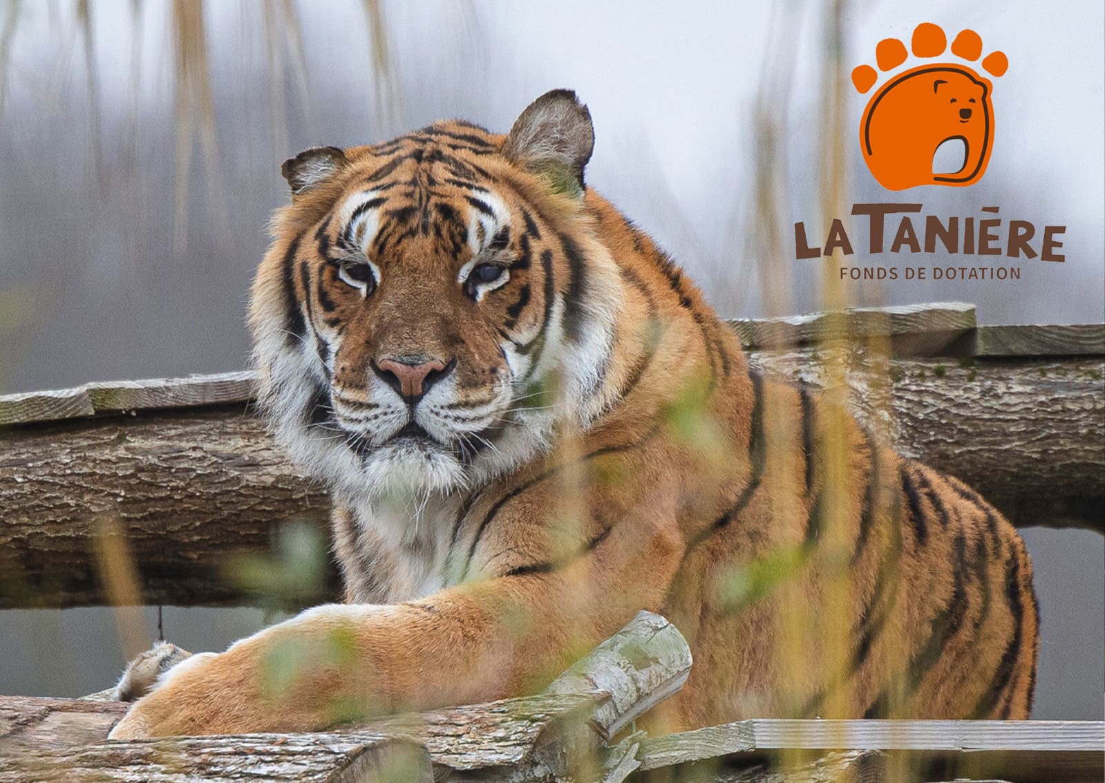 Certificat de don 2025 — La Tanière, Soins aux tigres, Les Naturalistes
