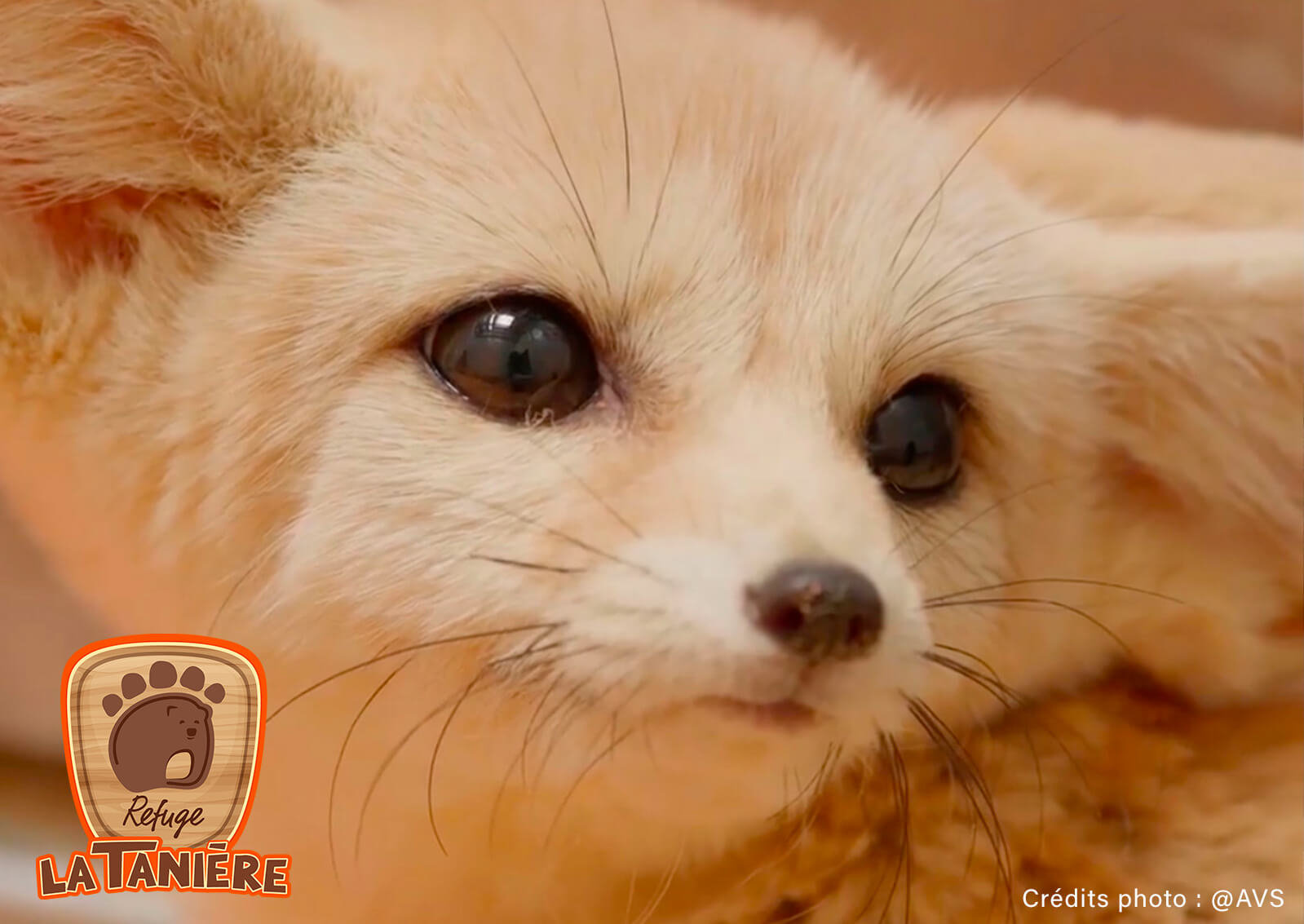 Certificat de don 2026 — La Tanière, Soins aux animaux, Les Naturalistes