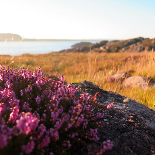 Un paysage naturel qui inspire les créations Les Naturalistes