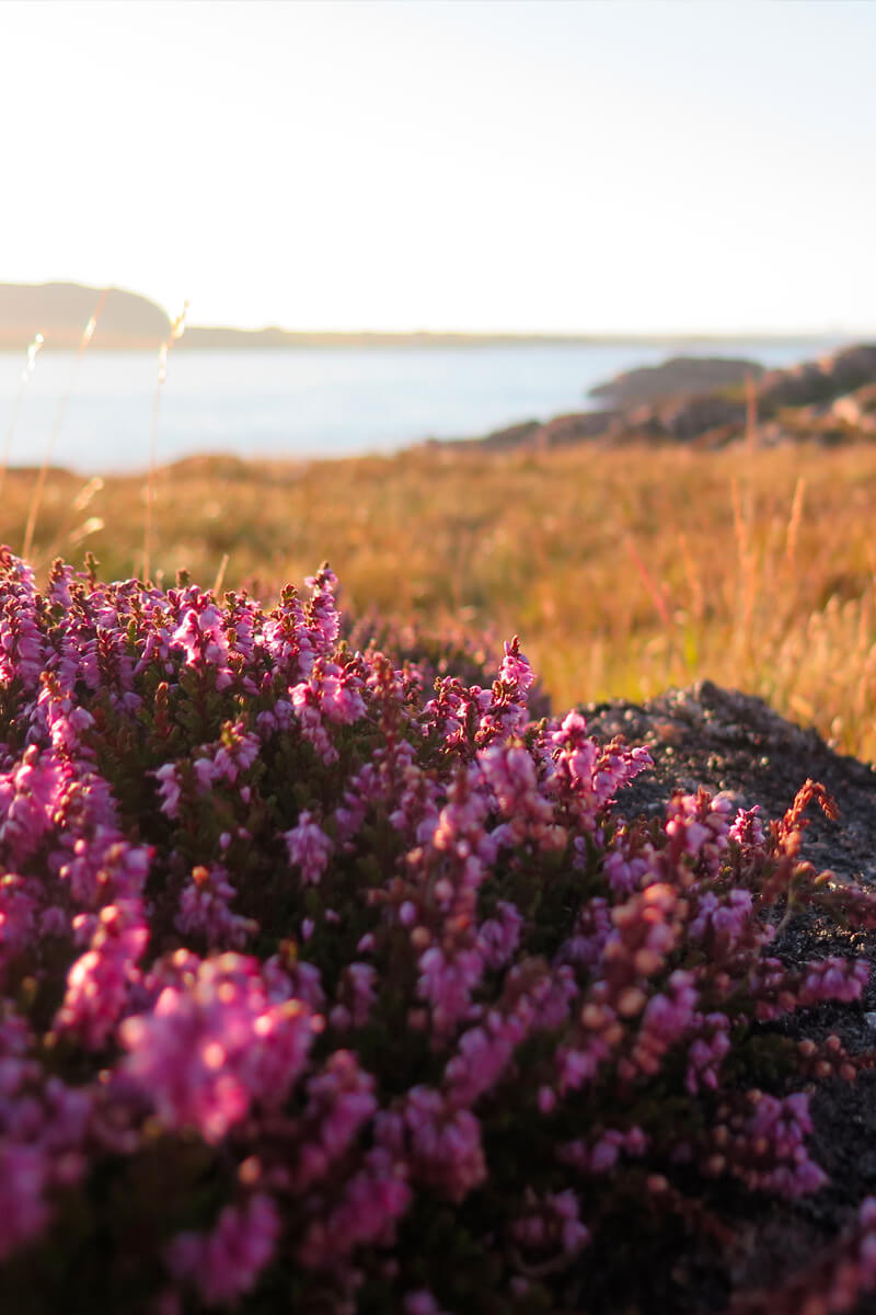 Un paysage naturel qui inspire les créations Les Naturalistes